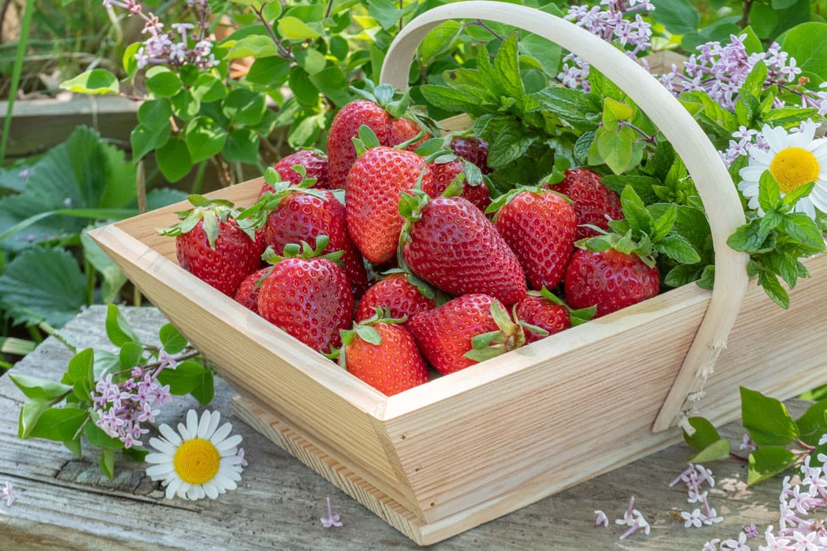 Fraises gariguettes