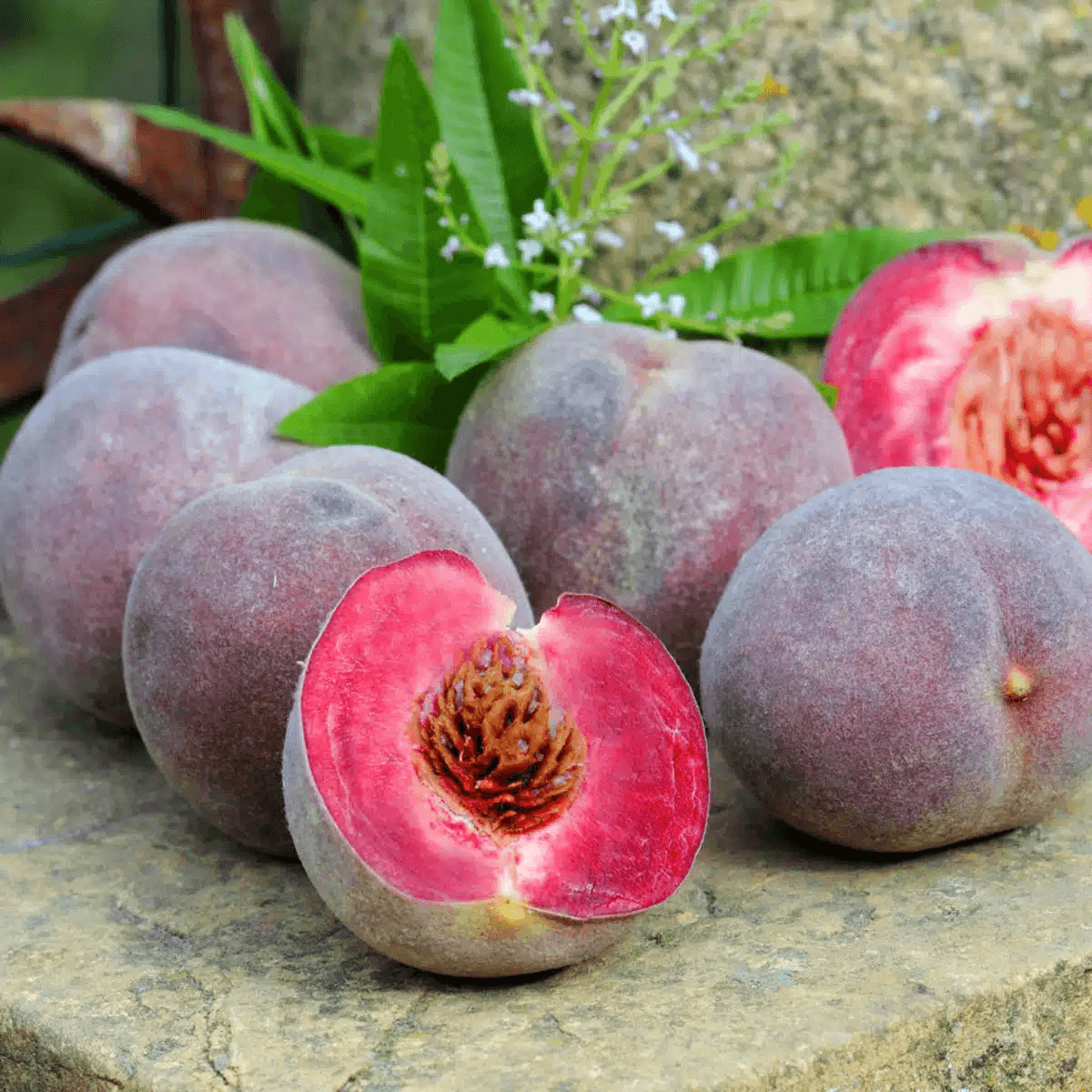 Pêches de vigne