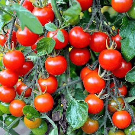 Tomates cerises